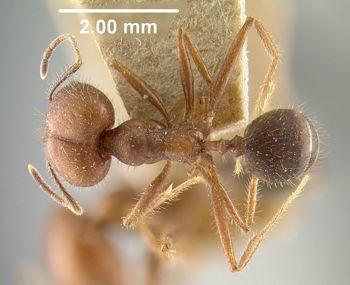 Media type: image;   Entomology 30762 Aspect: habitus dorsal view